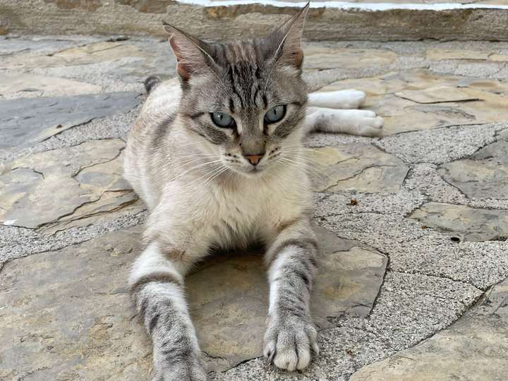 Kisa